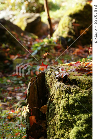 鳥取　四季の散歩　秋　紅葉　豊乗寺 65205833
