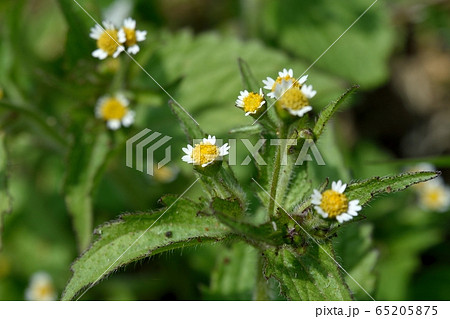 ハキダメギク 65205875