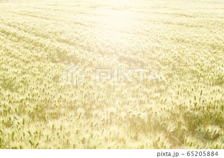 麦畑 65205884