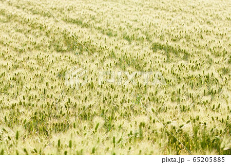 麦畑 麦畑 65205885