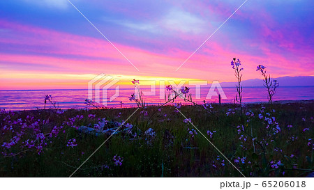 花越しの朝焼け 花越しの朝焼け 65206018