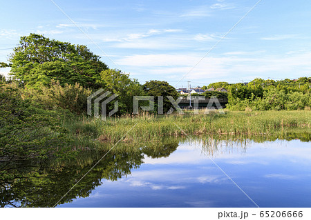 池（初夏） 65206666