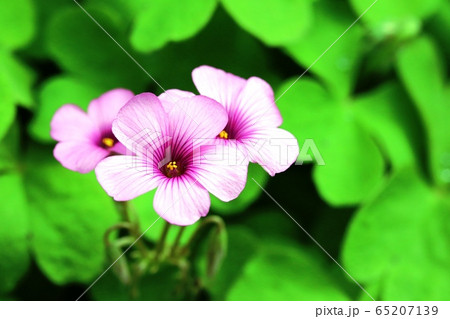 イモカタバミ（芋片喰） 65207139