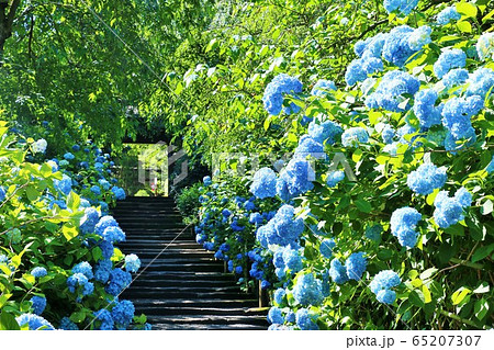 鎌倉　明月院の紫陽花 65207307