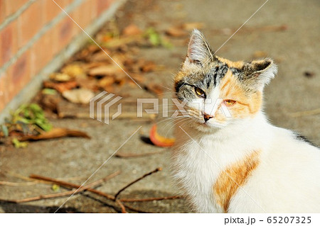 野良猫 野良猫 65207325