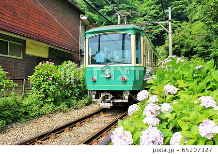 鎌倉 江ノ電と紫陽花 鎌倉 江ノ電と紫陽花 65207327
