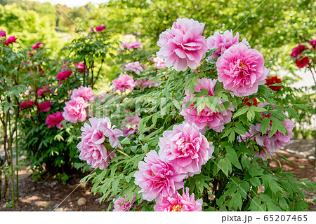 三重県　いなべ市農業公園　ぼたん園　ピンクのぼたん 65207465