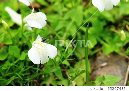 シロバナサギゴケ（白花鷺苔）別名；サギシバ（鷺芝） 65207485