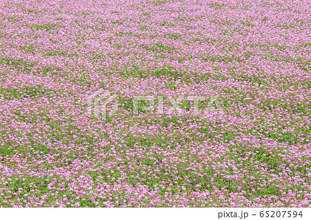 イメージ_一面のレンゲ畑 65207594
