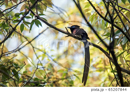 サンコウチョウ サンコウチョウ 65207844