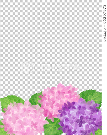 紫陽花のフレーム 下枠 ピンクと紫のイラスト素材