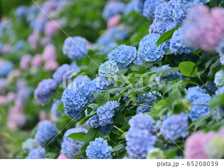 カラフルに咲く紫陽花の花の写真素材 [65208039] - PIXTA