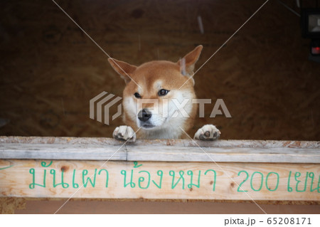犬の焼いも屋さん‗北海道 65208171