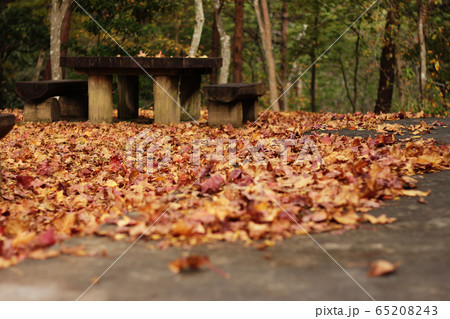 浜北森林公園紅葉 65208243