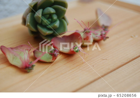 発根した多肉植物 発根した多肉植物 65208656