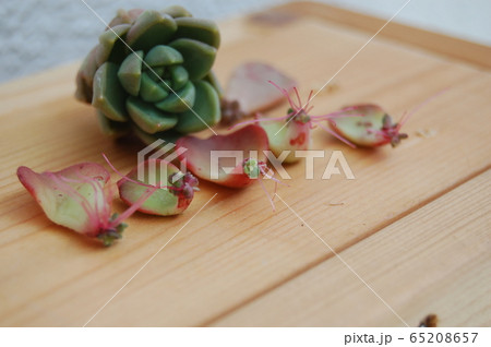 発根した多肉植物 65208657