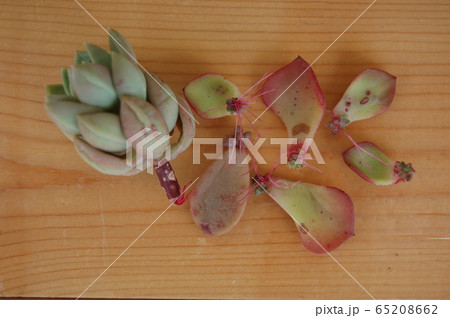発根した多肉植物 65208662