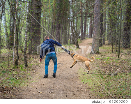 A man is playing in the forest with Malinois dog. 65209200