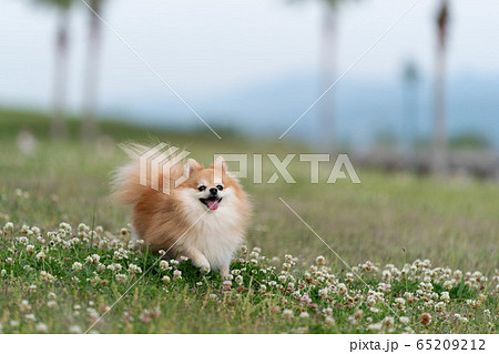 シロツメクサとポメラニアン 65209212