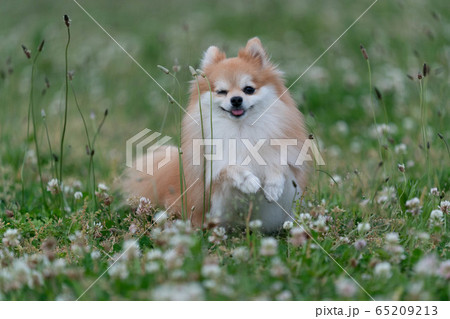 シロツメクサでウインクしているポメラニアン シロツメクサでウインクしているポメラニアン 65209213