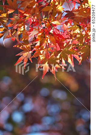 楓の紅葉 65209477