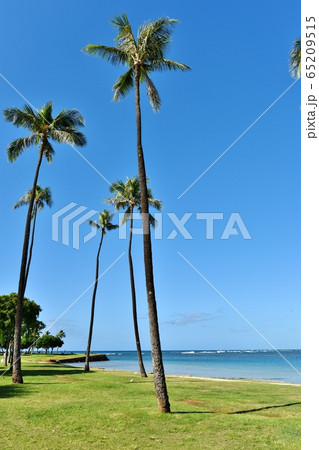 ハワイの休日 ハワイの休日 65209515