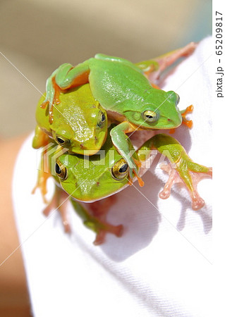 シュレーゲルアオガエルとアマガエルの写真素材