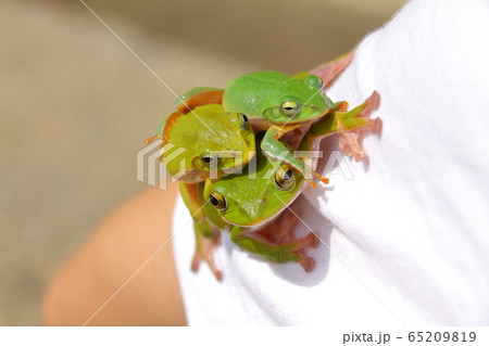 シュレーゲルアオガエルとアマガエルの写真素材