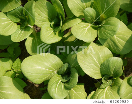 青梗菜 青梗菜 65209989