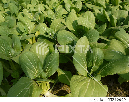 青梗菜 青梗菜 65210009
