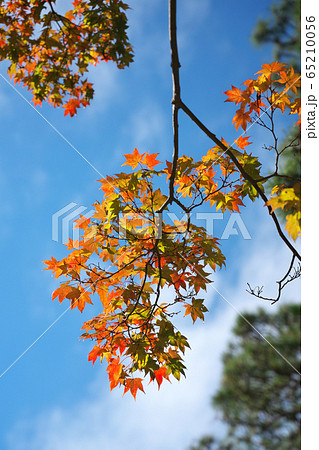 カエデの紅葉 カエデの紅葉 65210056