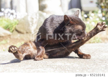 毛づくろいをしている黒猫 65210141