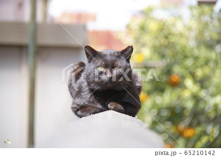 塀の上で箱座りをしている黒猫 塀の上で箱座りをしている黒猫 65210142
