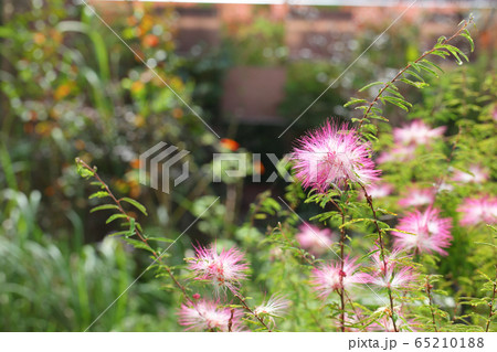 トキワネムの花 トキワネムの花 65210188