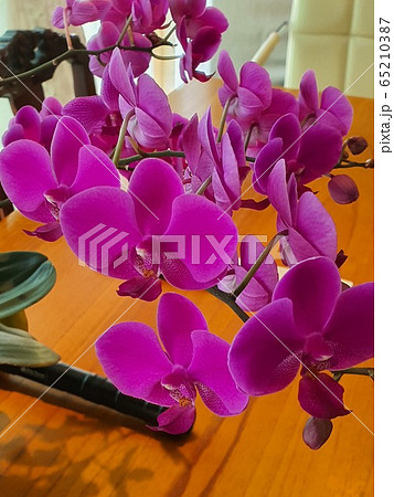 花 植物 洋ラン 65210387