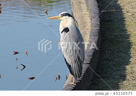 野鳥 アオサギ 青鷺 堺市の都市公園にての写真素材