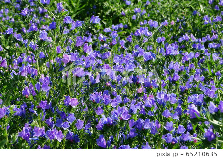 青色花 淡桃色混じりの写真素材