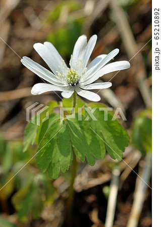 アズマイチゲの白く清楚な花開く 福島県只見町 アズマイチゲの白く清楚な花開く 福島県只見町 65210892