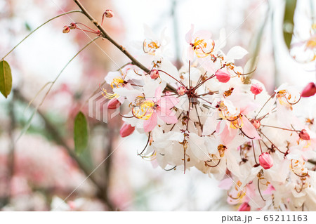 Cassia bakeriana Craib, Cassia bakeriana Craib, 65211163