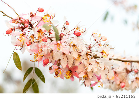 Cassia bakeriana Craib, Cassia bakeriana Craib, 65211165