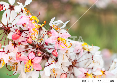 Cassia bakeriana Craib, Cassia bakeriana Craib, 65211166