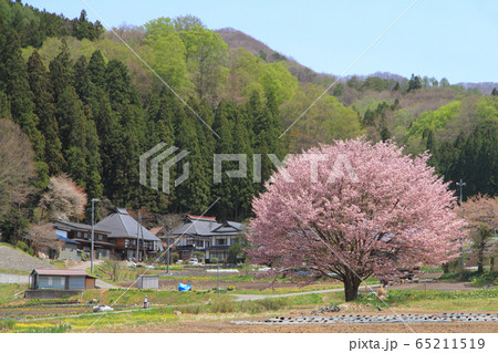白馬の5月　野平の一本桜 65211519