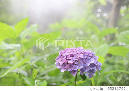 日を浴びる紫陽花 日を浴びる紫陽花 65211792
