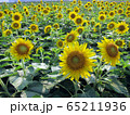 ひまわり畑　満開 65211936