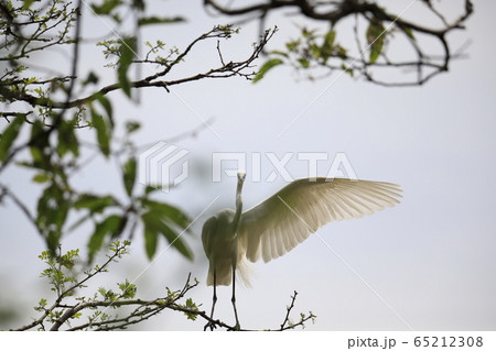 ダイサギ 白鷺 木 65212308