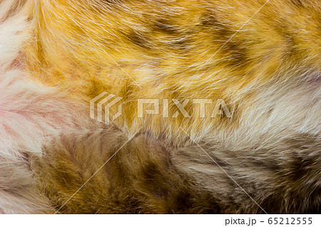 Cat fur close up background texture. Yellow Cat fur close up background texture. Yellow 65212555