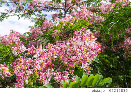 Cassia bakeriana Craib, Cassia bakeriana Craib, 65212856