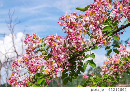 Cassia bakeriana Craib, Cassia bakeriana Craib, 65212862