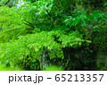 日本 京都 紅葉 雨 日本 京都 紅葉 雨 65213357