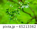 日本 京都 紅葉 雨 日本 京都 紅葉 雨 65213362
